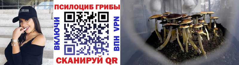 Псилоцибиновые грибы мицелий  что такое   Волгоград 